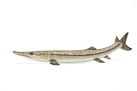 Image result for Extinct Fish