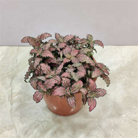 14 Indoor Water-Growing Plants – ChhajedGarden.com
