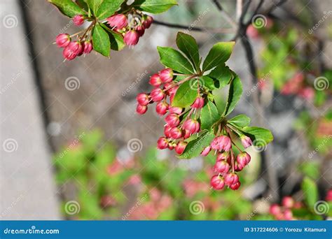 Enkianthus Cernuus Flowers. a Deciduous Shrub of the Ericaceae Endemic To Japan, Its Japanese ...