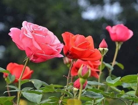 9朵玫瑰的花语是什么？9朵玫瑰的寓意和象征-花卉百科-中国花木网
