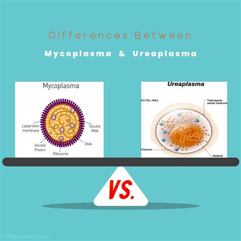 Mycoplasma vs Ureaplasma: Key Microbial Differences