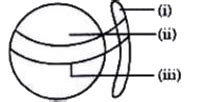 The figure given below has labellings (i),(ii) and (iii) which two ...