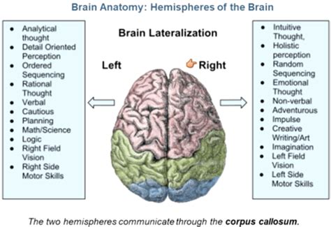 Image result for Contralateral Hemisphere