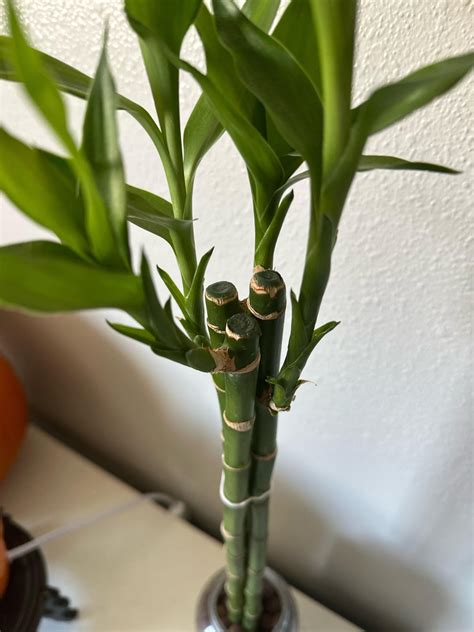 Wax on tops of lucky bamboo? : r/houseplants