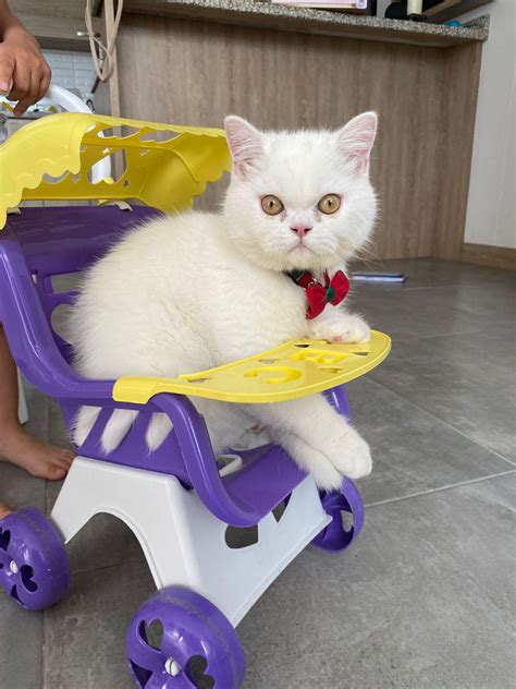 In mum’s cuddle meow : r/Thisismylifemeow