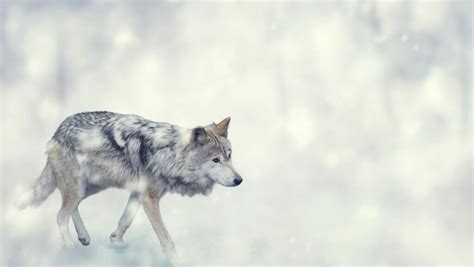 Image result for Wolves Facts