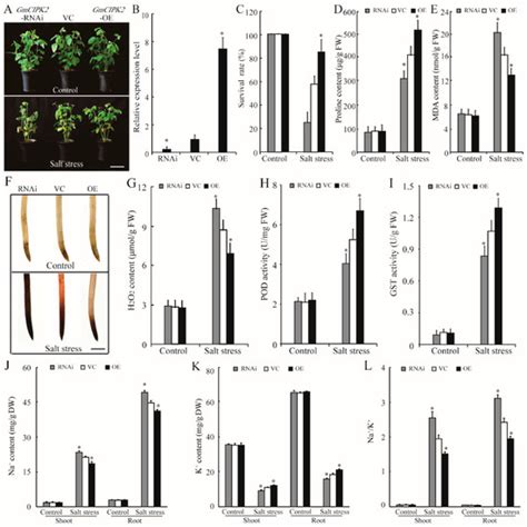 CBL-Interacting Protein Kinase 2 Improves Salt Tolerance in Soybean ...