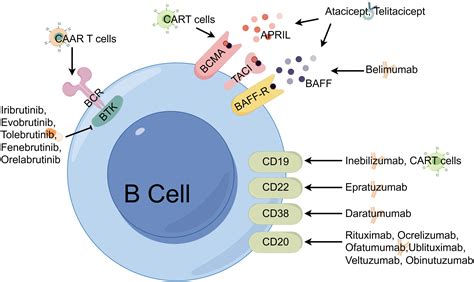 Frontiers | Editorial: Next generation B cell targeting therapies in autoimmune diseases