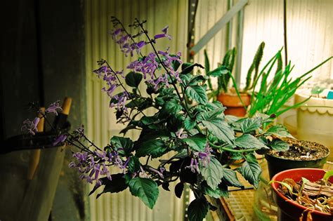Plectranthus Mona Lavender care and culture | Travaldo's blog