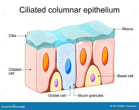 Ciliated Columnar Epithelium. Nasal Epithelium Vector Illustration | CartoonDealer.com #381152838