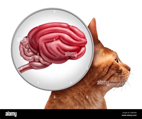 Cat Brain and feline neurological function or Feline Cognitive ...