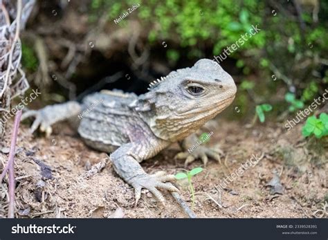 20 Tuatara Third Eye Royalty-Free Images, Stock Photos & Pictures ...