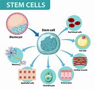 stem cells 的图像结果