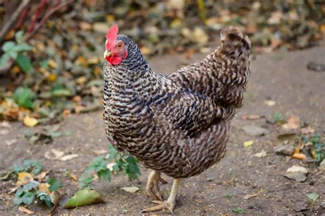 Barred Rock Chicken