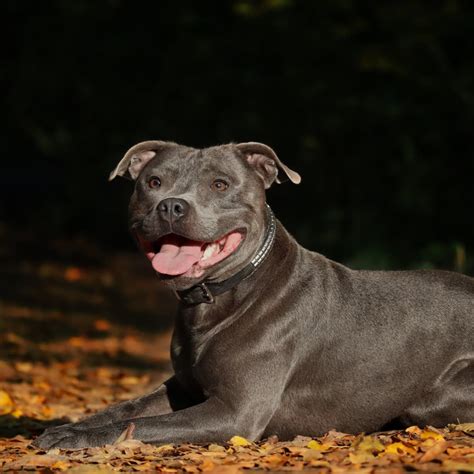 Is An American Staffordshire Terrier A Good Family Dog