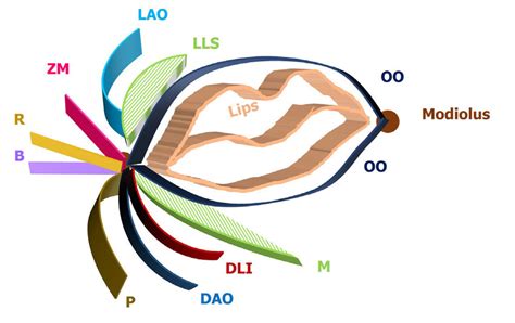 Image result for Modiolus Cochlea