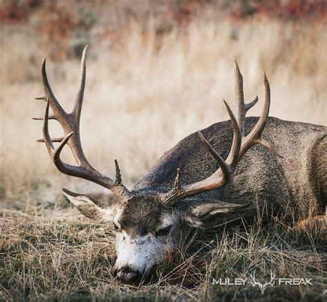 Mule Deer Best Mule Deer Hunting And Management In A Changing World