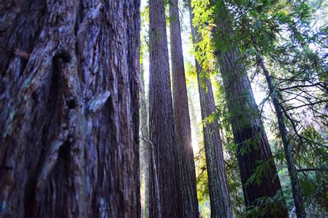 Store 2 — Napa Valley State Parks Association