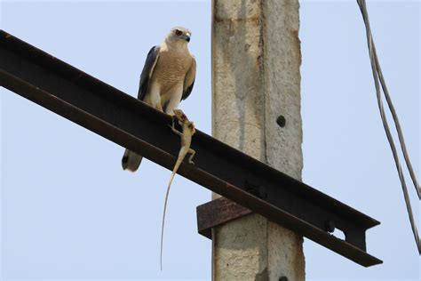 The Shikra – A bird with Brain & Brawn – naturetrail