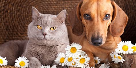 Can a Dog Get a Cat Pregnant – The Possibility of a Cat-Dog Hybrid