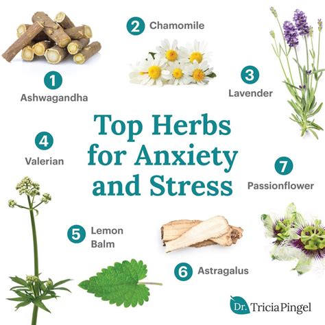 5 natural herbs for treating stress and anxiety – Artofit