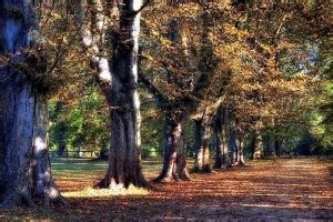 Poster | Natural Scenery Poster | Waterfall Forests, Trees, Sunset ...