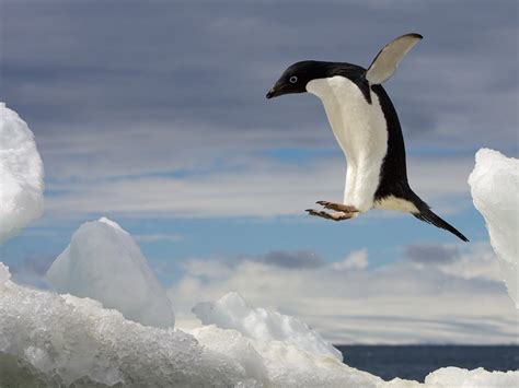 Penguin Facts For Kids Penguins 101 Penguin Antartica Penguin Unit