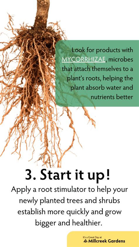 Image result for Tree Planting Guide