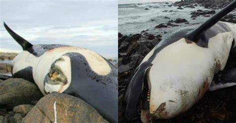 Dead Killer Whale 'Lulu' May Be The 'Most Contaminated Animal In The ...