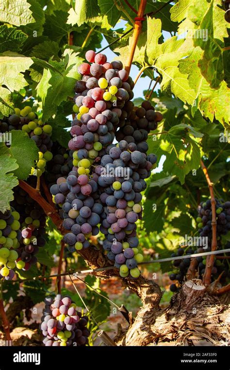 Grapes 的图像结果