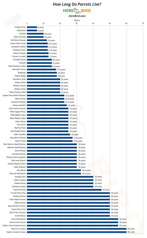 How Long Do Parrots Live? 64 Parrot Lifespan Ages Examined