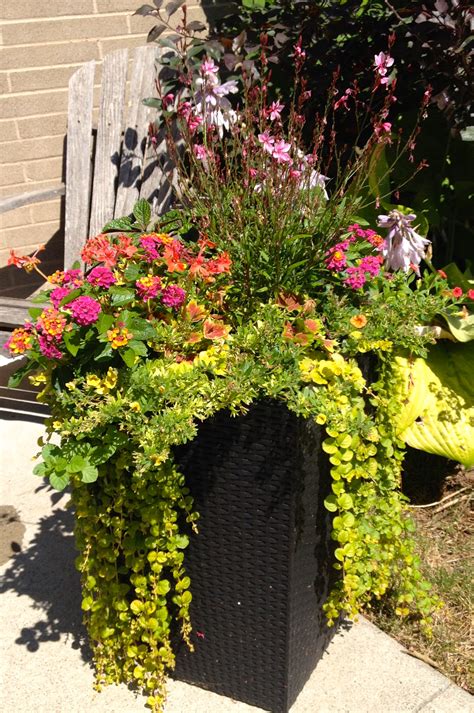 Lantana Container Garden Ideas Beautiful Flowers In Junky Containers