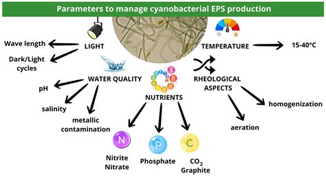 Role of Bacteria-Derived Exopolysaccharides in Inflammatory Bowel ...