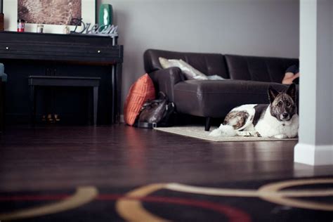 Best Hardwood Floors for Dogs - Coastal Flooring & Design
