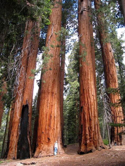 De enorme Sequoia boom | Giant sequoia trees, Redwood tree, Sequoia tree