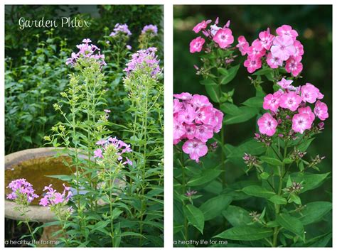 July Gardening; Gladiolus, Garden Phlox and Blue Maran Chickens - A ...
