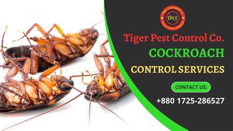Cockroach Pest Control 的图像结果