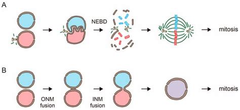 Nuclear Fusion in Yeast and Plant Reproduction