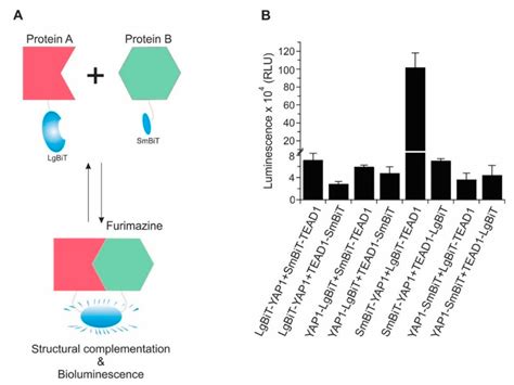 Identification of Celastrol as a Novel YAP-TEAD Inhibitor for Cancer ...