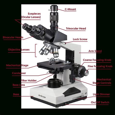 Image result for Introduction to Microscope Lab Answer Key