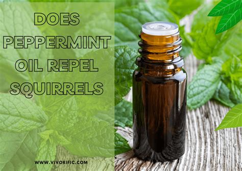 Does Peppermint Oil Repel Squirrels