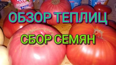 ОБЗОР ТЕПЛИЦ С ТОМАТАМИ😋СБОР СЕМян начат😊 - YouTube