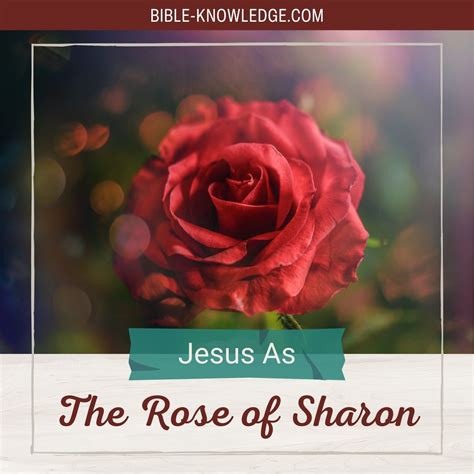 Rose Of Sharon In The Bible-Reference at Brooke Plume blog