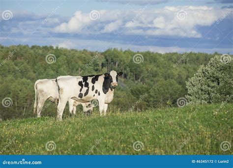 Holstein Cattle Grazing in the Fields Stock Photo - Image of black ...
