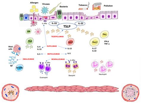 Severe Asthma and Biological Therapies: Now and the Future