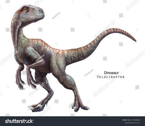 Dinosaurs Raptor