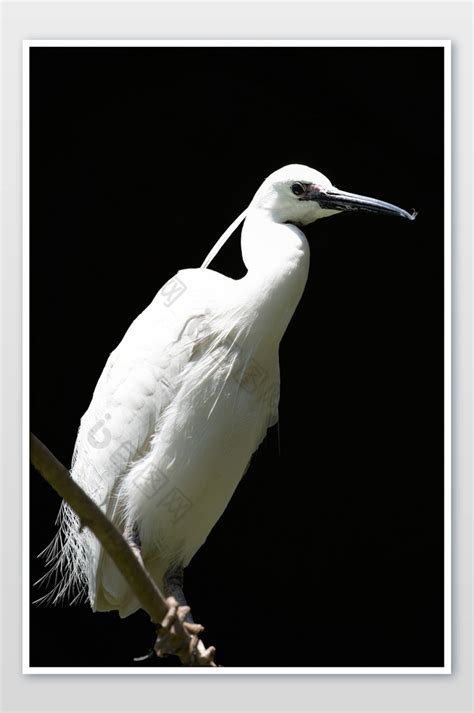 “中华白鹤保护地·白洋淀”开展保护候鸟主题讨论活动- 中国生物多样性保护与绿色发展基金会