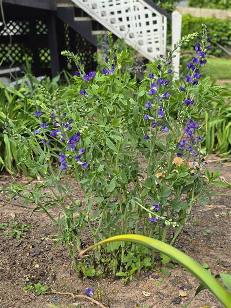 Baptisia (false blue indigo) : r/gardening
