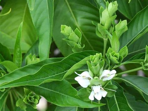 Health Tips: ଗଣ୍ଠି ଯନ୍ତ୍ରଣା ଭୋଗୁଛନ୍ତି କି? ଥରେ ଖାଆନ୍ତୁ ଏହି ପତ୍ରର ରସ ...