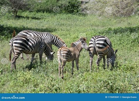 African Zebras with Baby Zebra in Serengeti Grasslands during Great Migration Stock Image ...